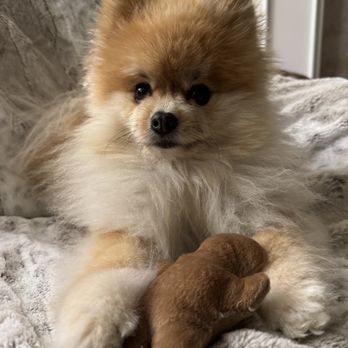 Dog Tales Walking & Sitting Service