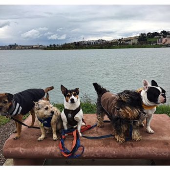 Dog Tales Walking & Sitting Service