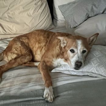 Terra Linda Veterinary Hospital