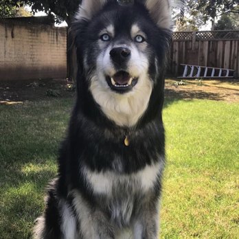 Alameda Mobile Animal Care