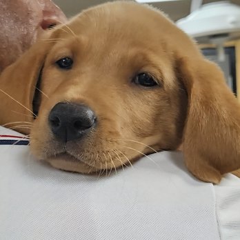 Olive Tree Animal Hospital