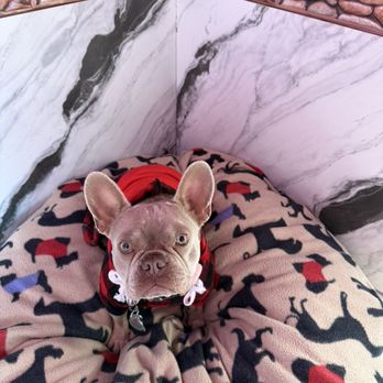 Tanisha's Loving Pet Care Services