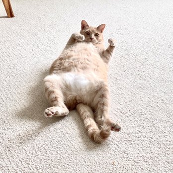 Alpha Animal Hospital