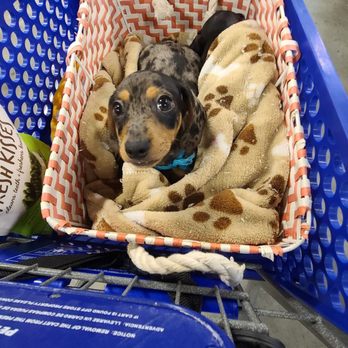 Alpha Animal Hospital