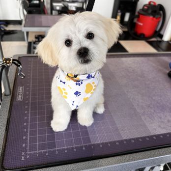 Bogie's Discount Pet Food and Supply