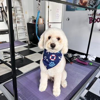 Bogie's Discount Pet Food and Supply