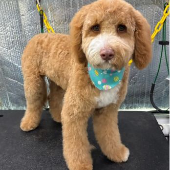 Aussie Pet Mobile of River Oaks