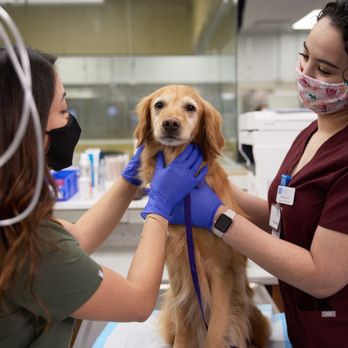 Gulf Coast Veterinary Specialists