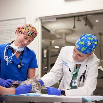 Gulf Coast Veterinary Specialists