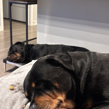 Midtown Veterinary Hospital