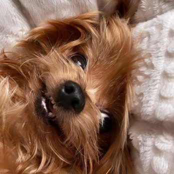 Lakeside Animal Clinic