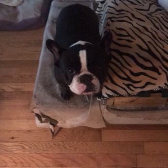 Westbury Animal Hospital