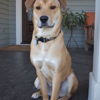 Furry Land Mobile Grooming