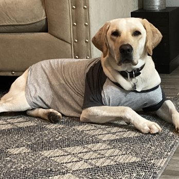 Pets Gone Wild Resort