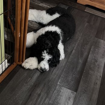 Pets Gone Wild Resort