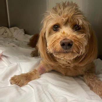 Bayou City Veterinary Hospital