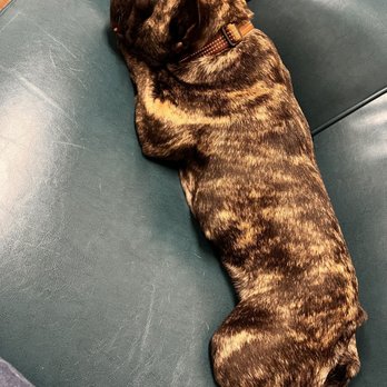 Bayou City Veterinary Hospital