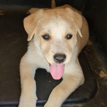 Alief Animal Hospital