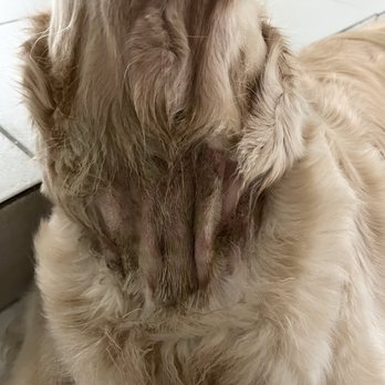 Alief Animal Hospital