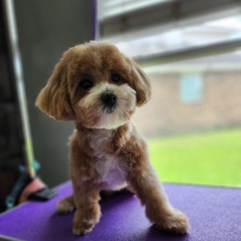 Westchase Animal Clinic