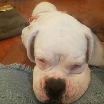 Willowbrook Animal Hospital