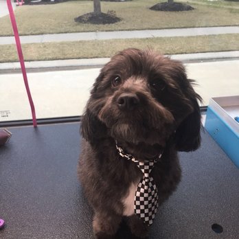 Aussie Pet Mobile Katy & Cypress