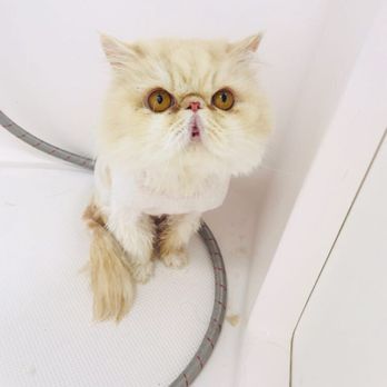 Aussie Pet Mobile Katy & Cypress