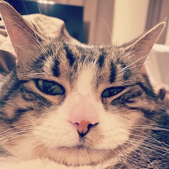 Sunset Animal Hospital