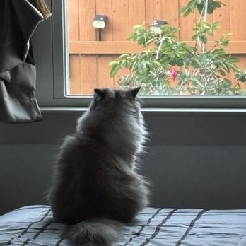 Sunset Animal Hospital