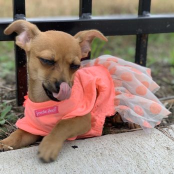 PetCheck Animal Clinic