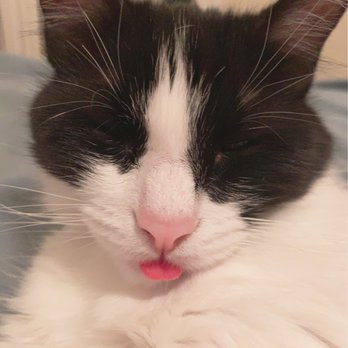 All Cats Veterinary Clinic