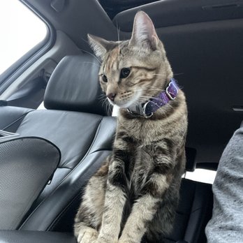 All Cats Veterinary Clinic