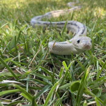 Animal Medical Center of the Village