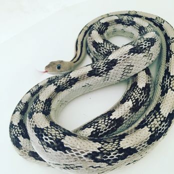 Animal Medical Center of the Village