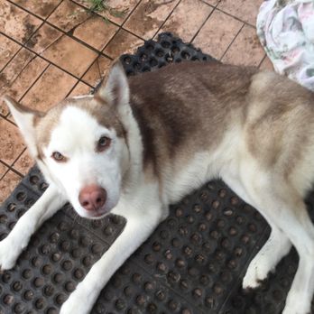 North Channel Animal Hospital