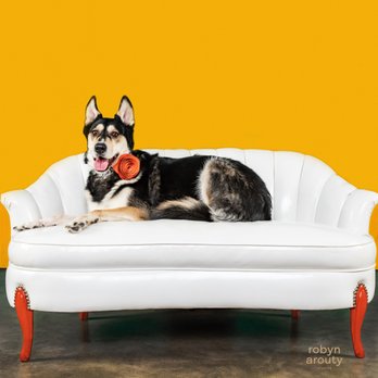 Bissonnet Veterinary Hospital