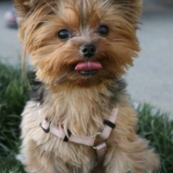 Crossroads Animal Clinic