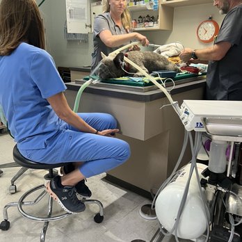 Washington Heights Veterinary Clinic