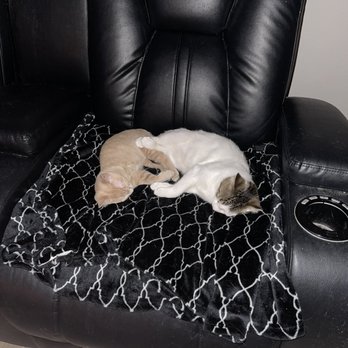 BluePearl Pet Hospital Katy