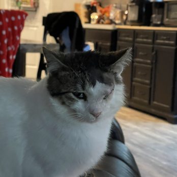 BluePearl Pet Hospital Katy