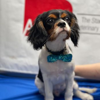 Rice Village Animal Hospital