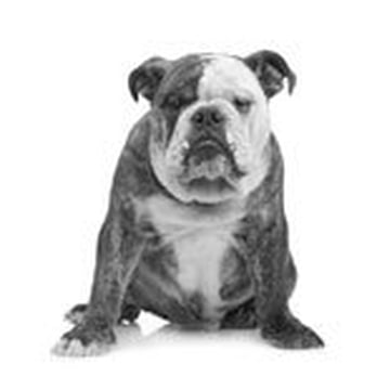 BCP Veterinary Pharmacy