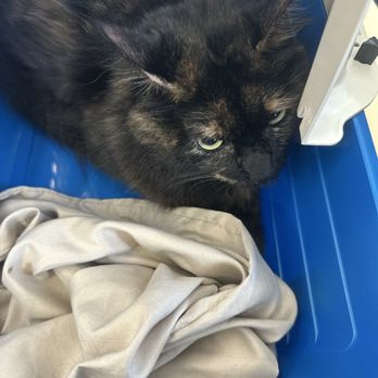 Affordable Pet Clinic