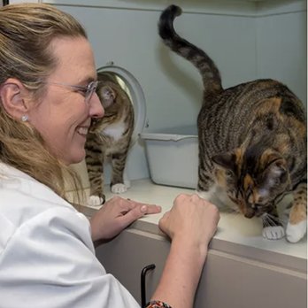 Oak Forest Veterinary Hospital