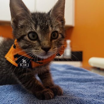 Urban Animal Veterinary Hospital