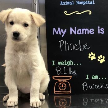 Southside Place Animal Hospital