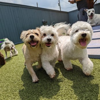 The Best Little Dog House In Texas