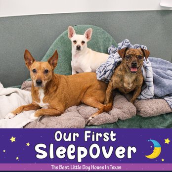 The Best Little Dog House In Texas