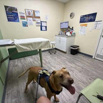 Creature Comfort Animal Hospital