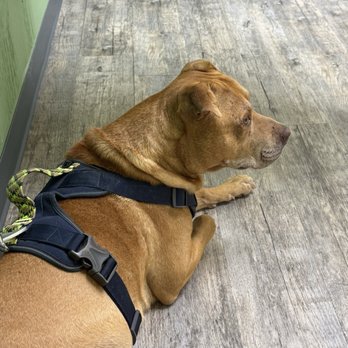 Creature Comfort Animal Hospital